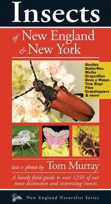BIO 361- Insects of NE & NY